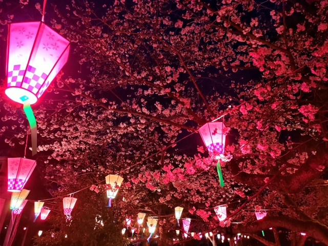 芦城公園の夜桜ライトアップ