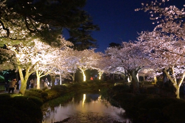 兼六園の夜桜ライトアップ