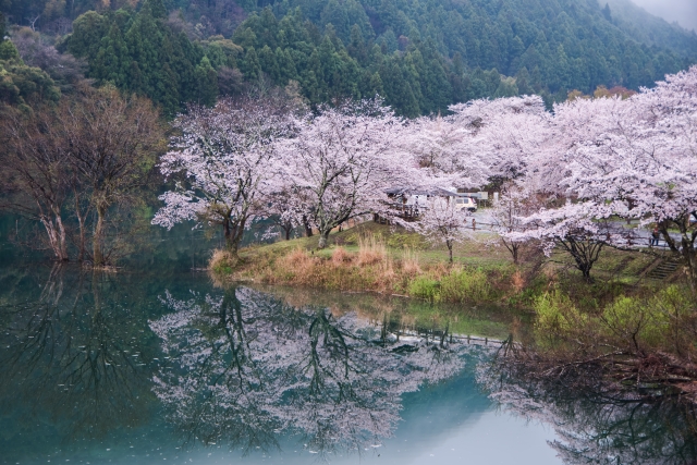 大台町のさくらの里公園の桜