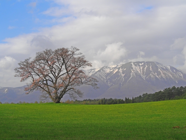 小岩井農場の一本桜