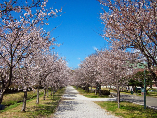 鏡野公園の桜並木