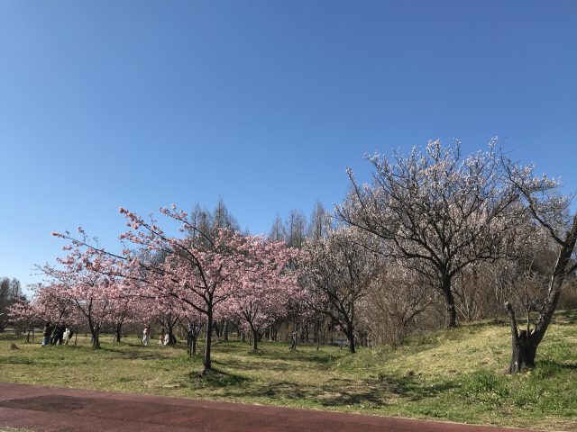 三郷公園の河津桜