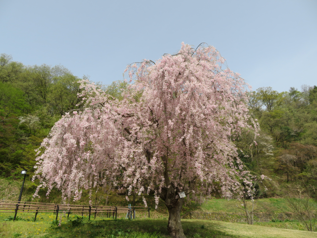 天童公園の桜