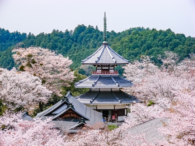 吉野山の桜