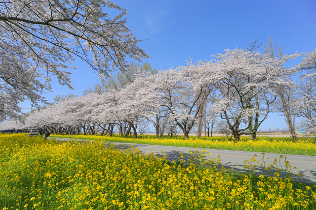 大潟村の桜と菜の花ロード