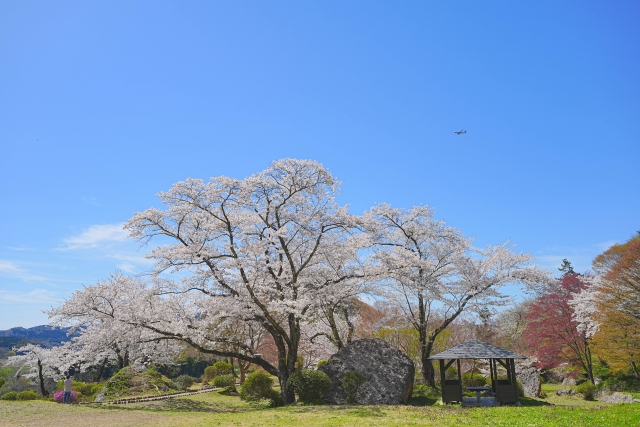 きみまち阪県立自然公園の桜