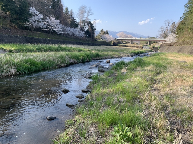 粕川の桜並木