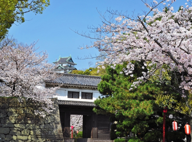 和歌山城と桜