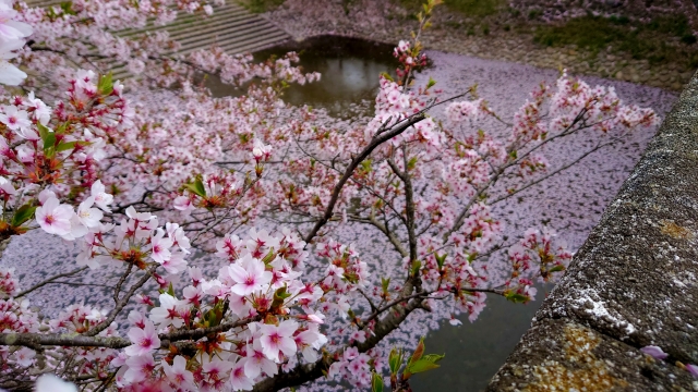 加治川治水記念公園の桜