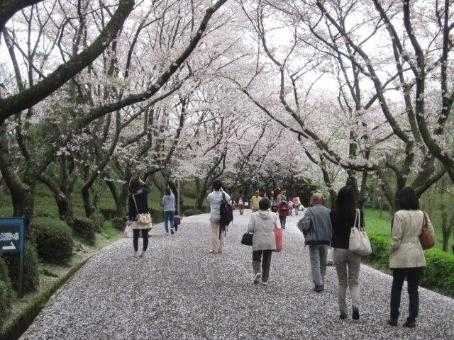 公渕森林公園の桜