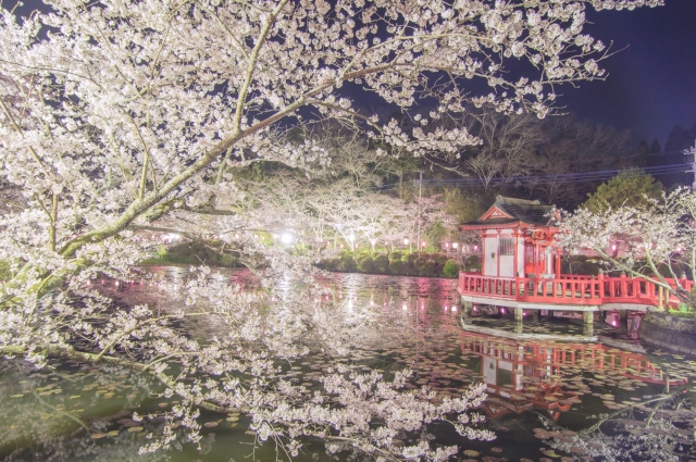 茂原公園の夜桜ライトアップ