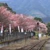 日南線北郷駅の桜