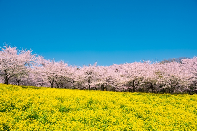 赤城南面千本桜