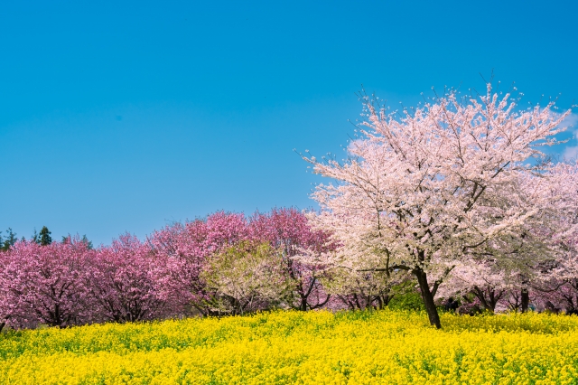 赤城南面千本桜