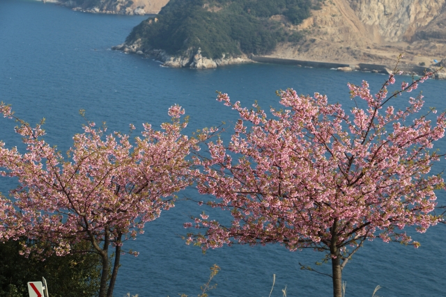 四浦半島の河津桜