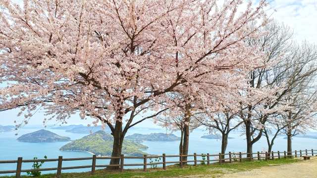 紫雲出山の桜