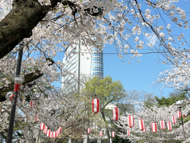 高崎城址公園の桜