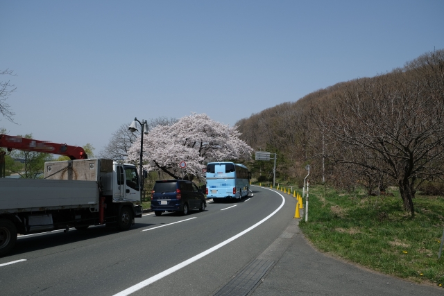 北上展勝地の桜と渋滞する車