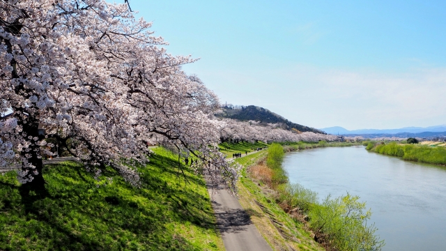 白石川堤一目千本桜