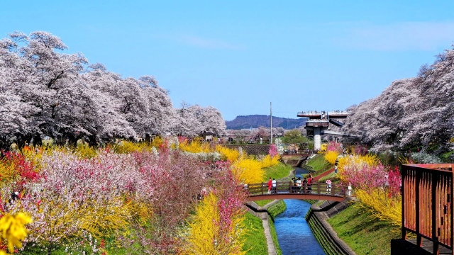 白石川堤一目千本桜