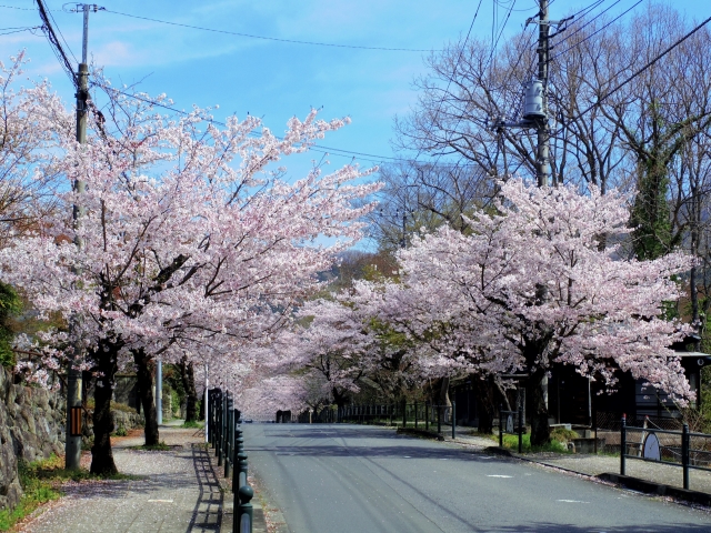 長瀞町の桜並木