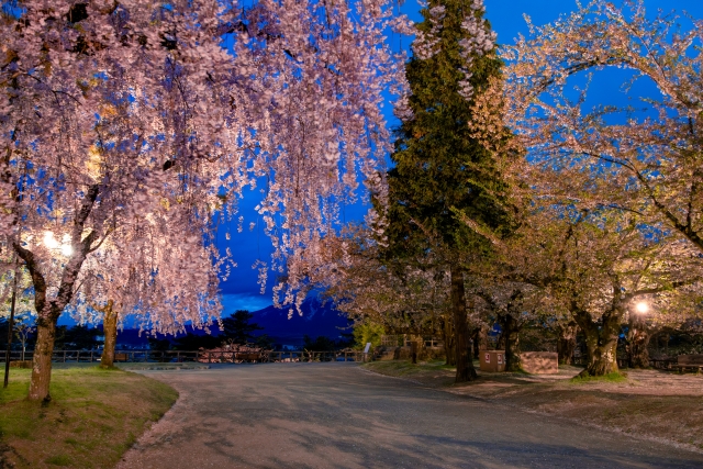 弘前公園の夜桜ライトアップ