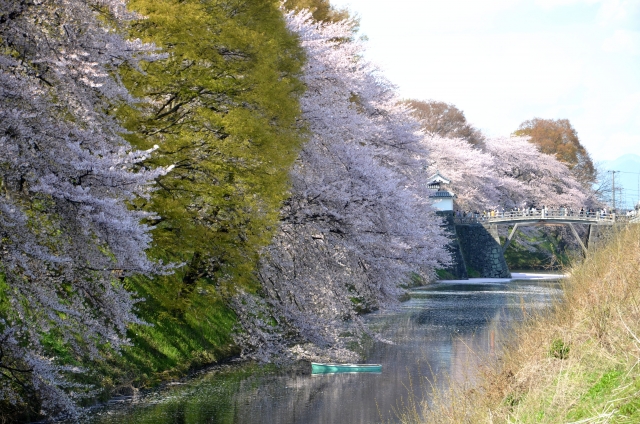 霞城公園の桜