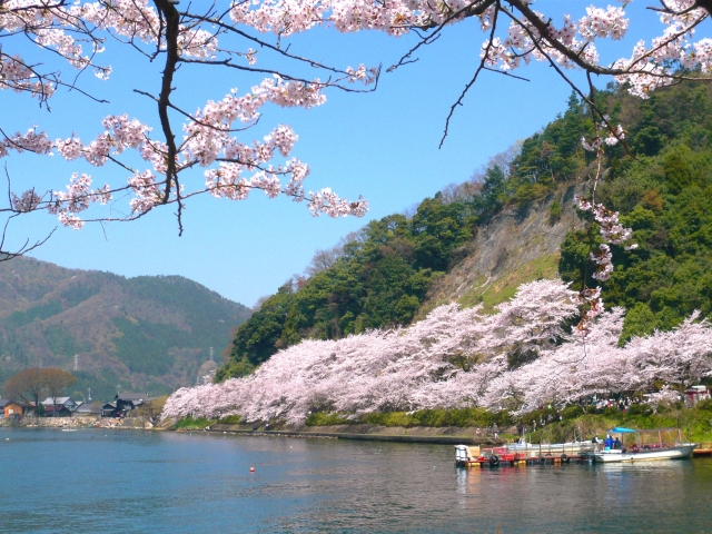 海津大崎の桜