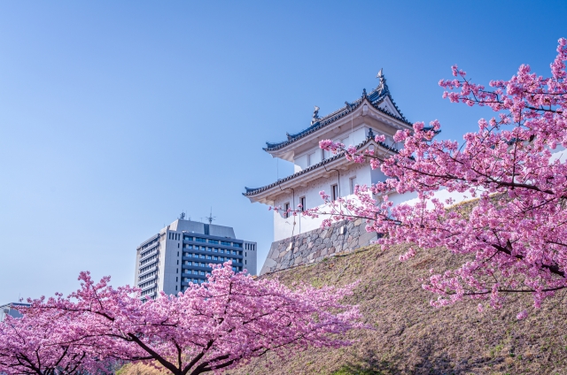 宇都宮城址公園の桜