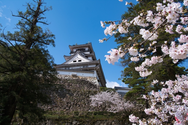 高知城と桜