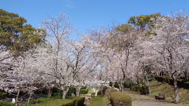 小城公園の桜