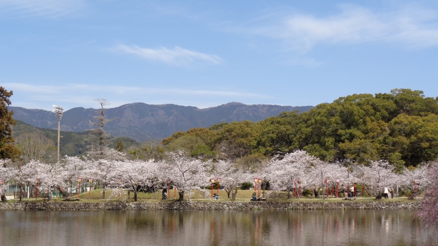 小城公園の桜