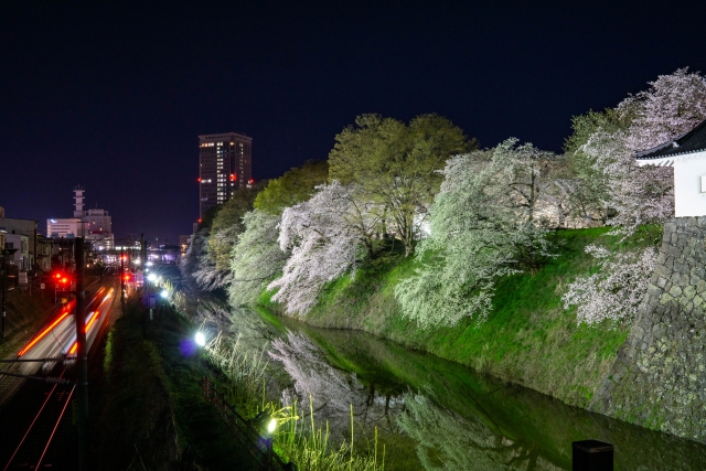 霞城公園の夜桜ライトアップ