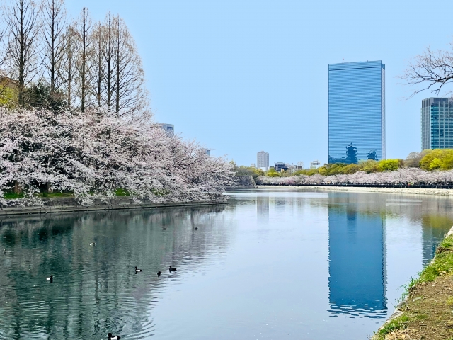 大阪城公園の桜並木とビル