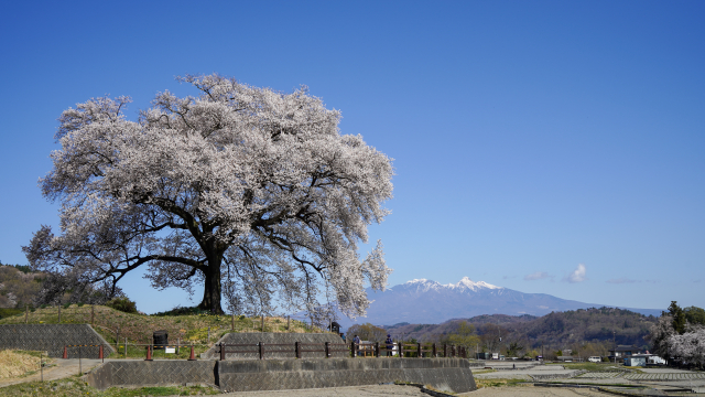 わに塚のサクラ