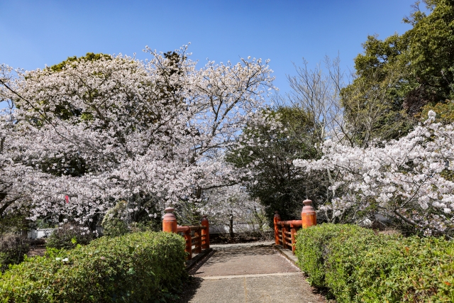 旭ヶ岡公園（鹿島城跡）の桜