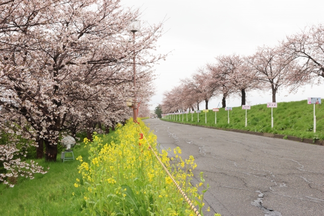 大河津分水の桜並木
