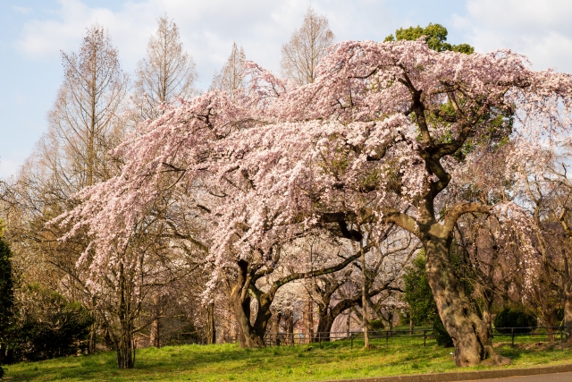 榴岡公園の桜