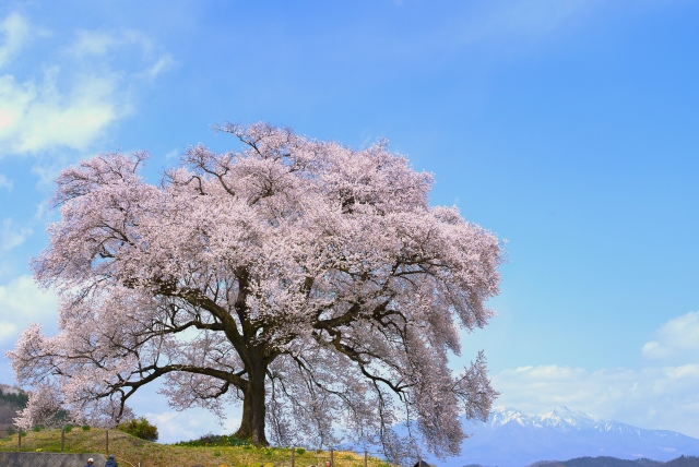 わに塚の桜