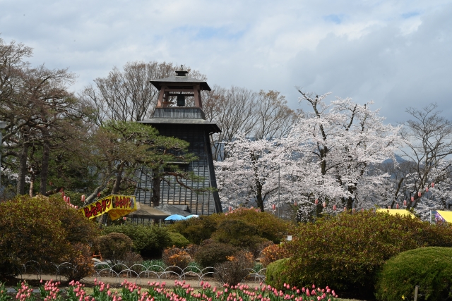 沼田公園(沼田城址)の桜