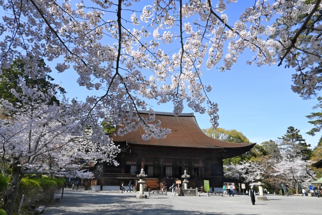 大津市の三井寺の桜