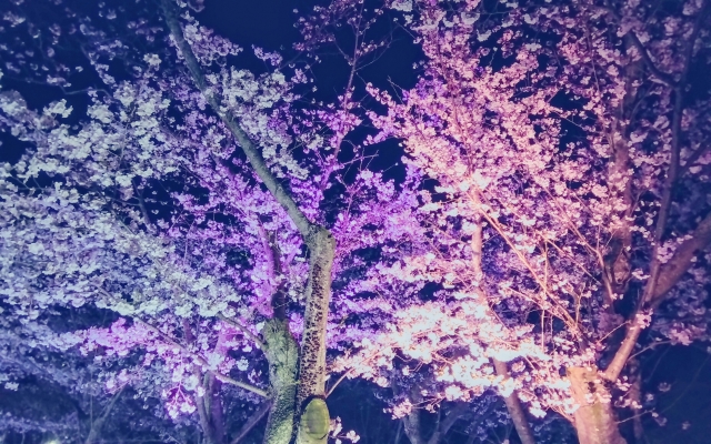 ときわ公園の夜桜ライトアップ