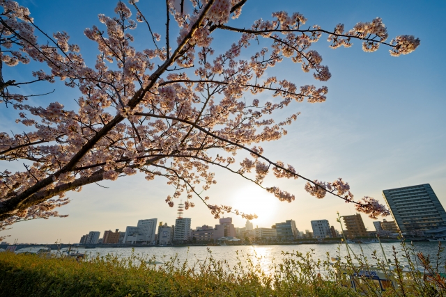 信濃川やすらぎ堤の桜