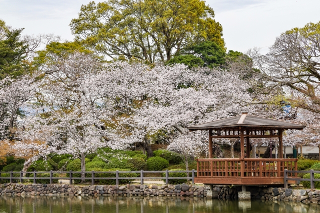 大村公園の桜