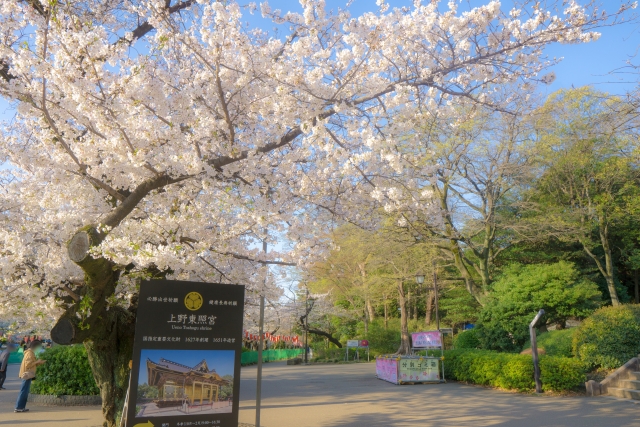 上野恩賜公園の桜