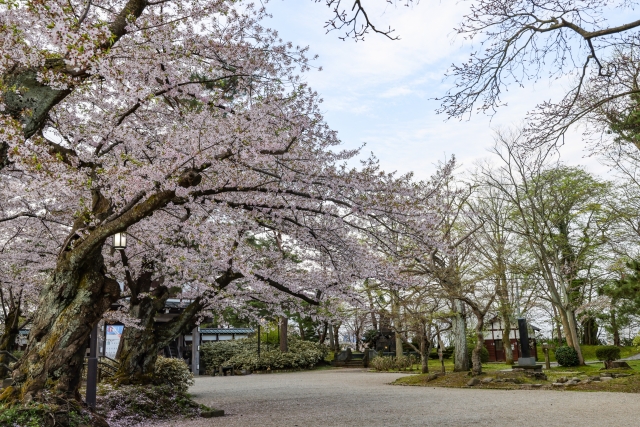 千秋公園の桜