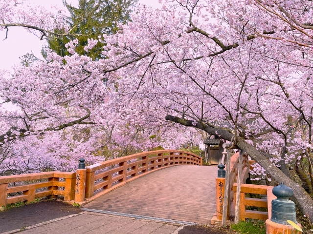高遠城址公園の桜