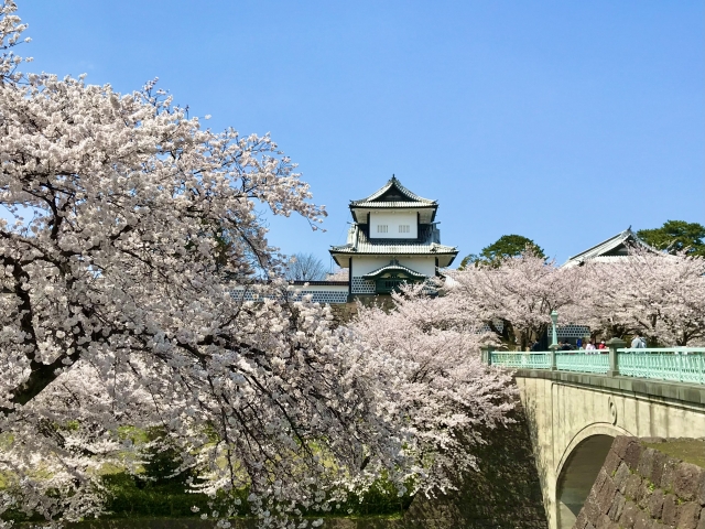 満開の桜と石川橋と金沢城