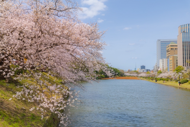 福岡城跡（舞鶴公園）の桜