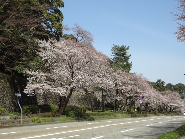 金沢城公園の桜